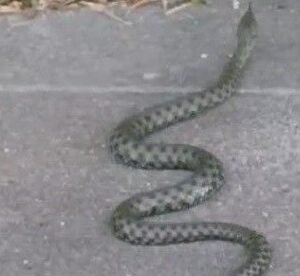 caddede yilan panigi yaklasik 1 metre uzulugunda iRCrVacF