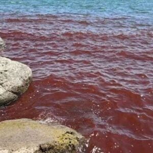 gol bir anda kan kirmiziya burundu son zamanlarin habercisi Lp9OAYDM