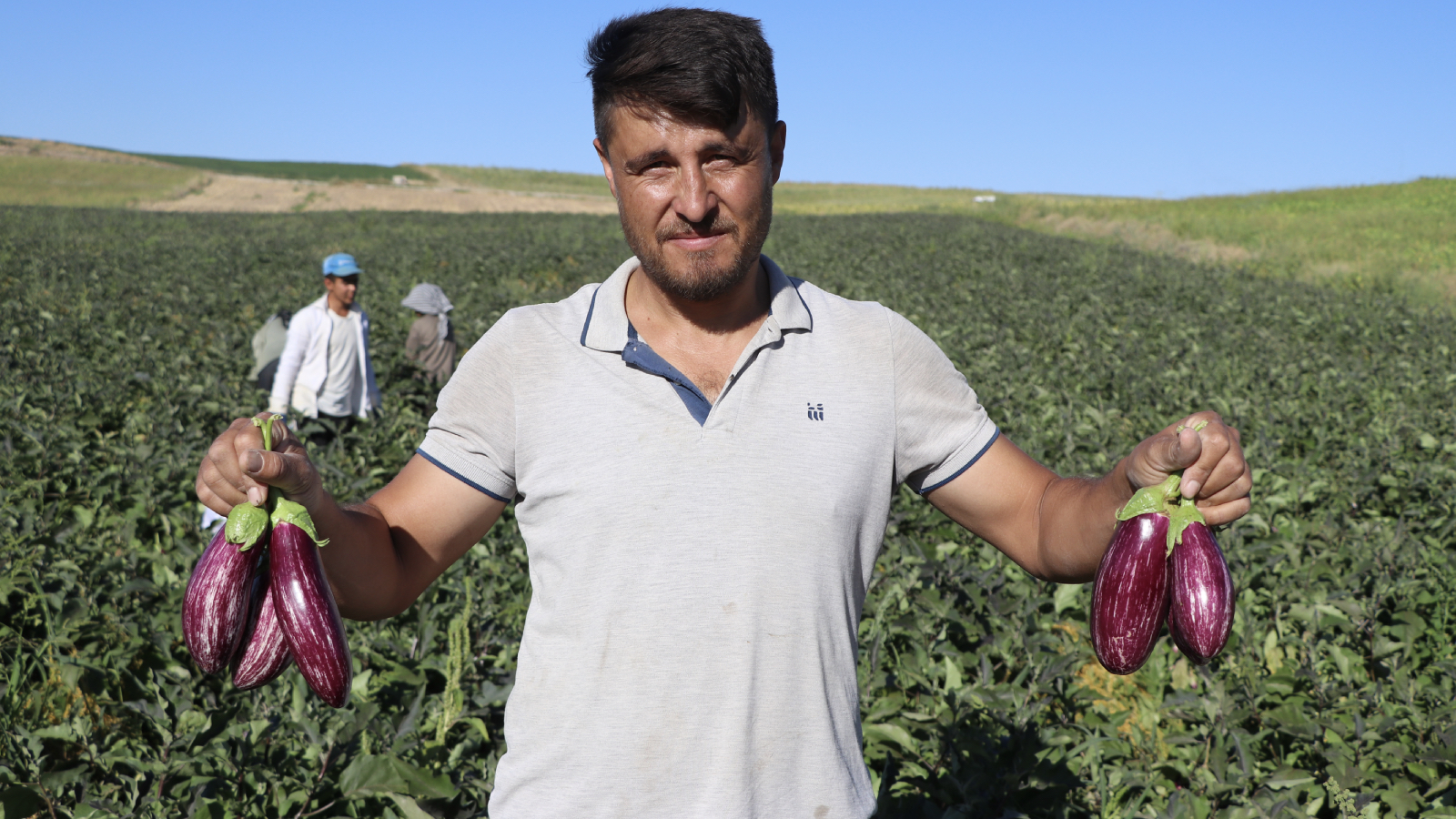 50 farkli cesitte degerlendiriliyor kayserinin cografi isaretli yamula patlicaninda hasat basladi 6EcSipL8