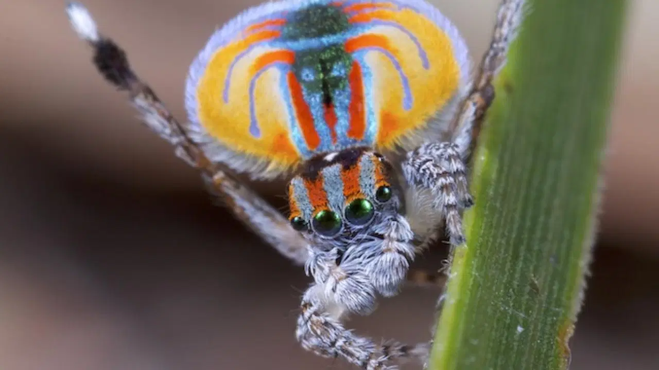 dansci orumcegin karanlik dnasi bilim insanlarini buyuledi KuSrRieu