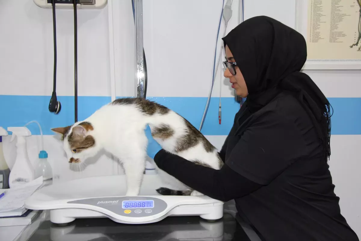 kedilere antidepresan tedavisi huje6d9e