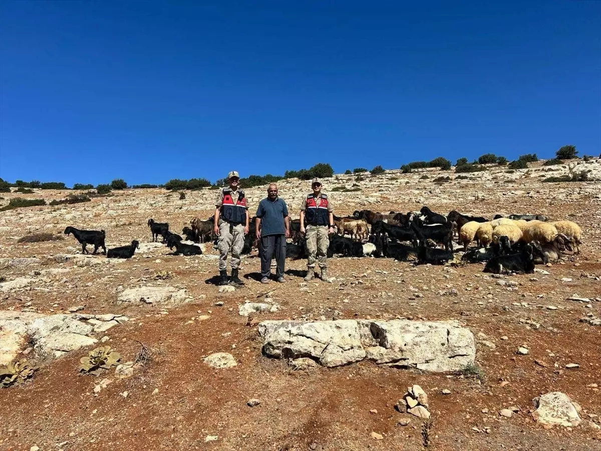 kiliste kaybolan 100 hayvan bulundu 7tE4qf9w