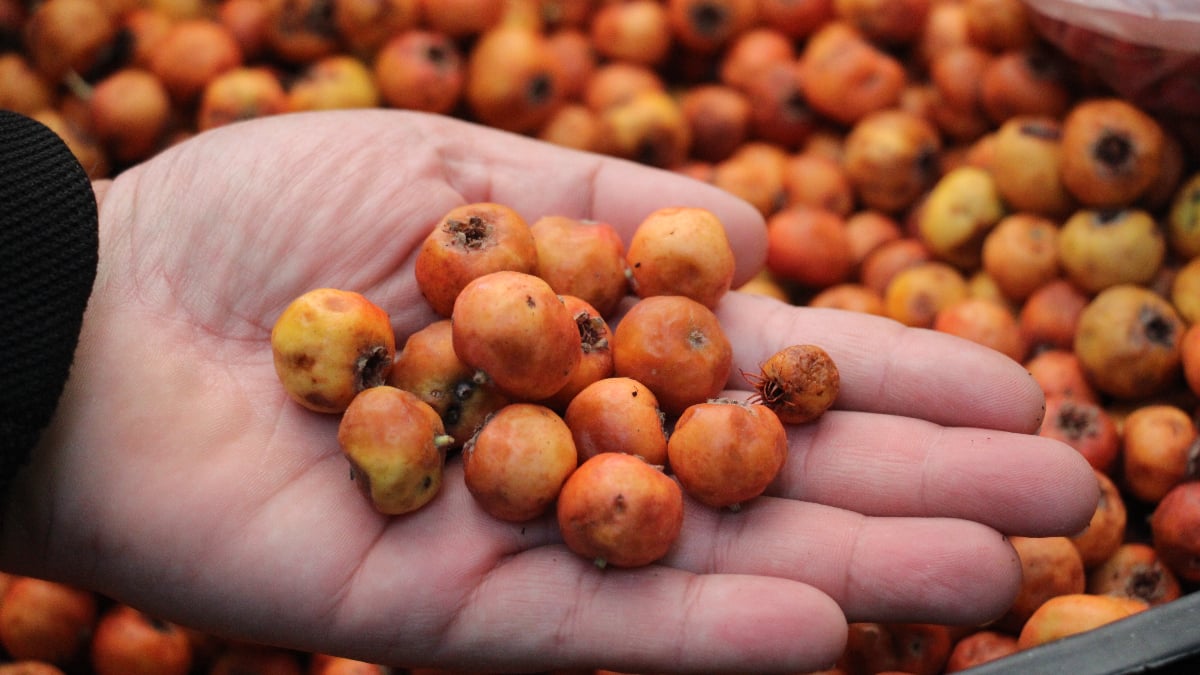 aydinda kisin habercisi alic tezgahlarda mccSzXOu.jpg