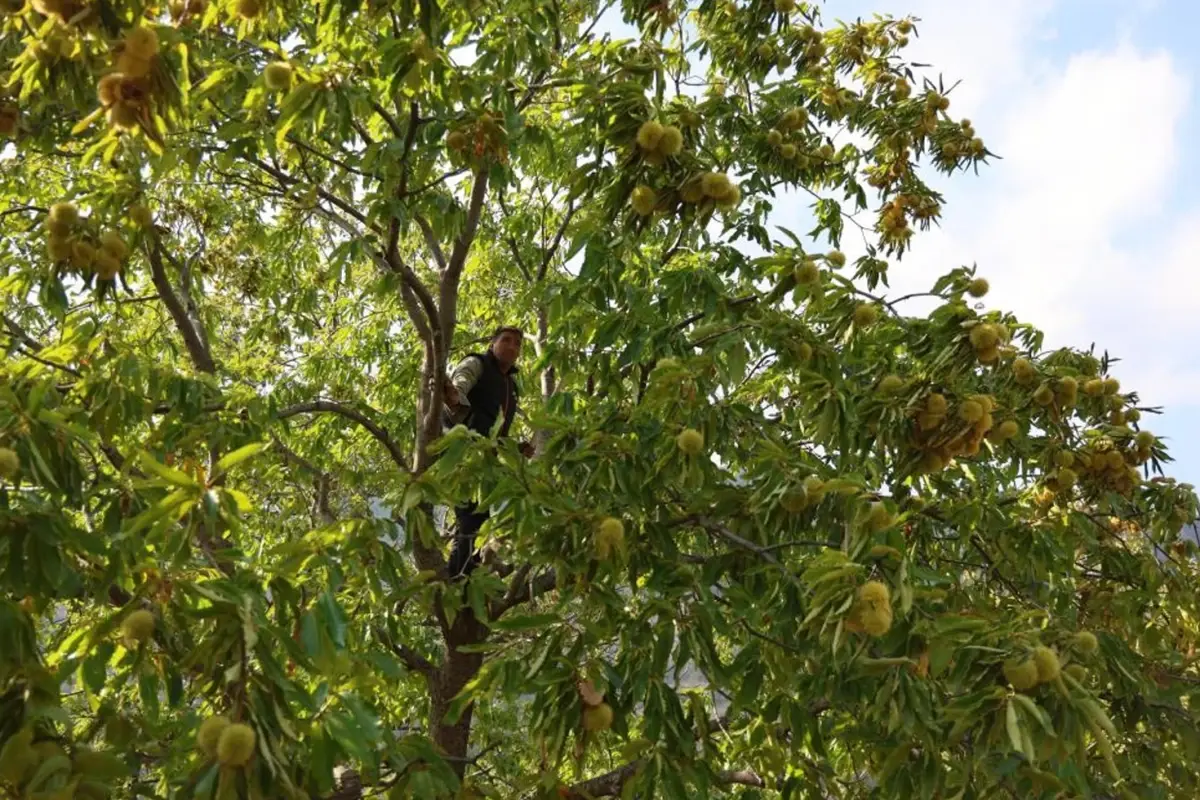 hasat basladi gunluk 5 bin tl kazaniyorlar A9BcU6Bs.jpg