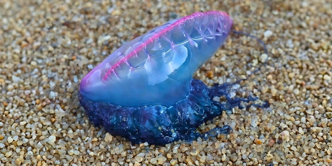 Sahillere Vuran Öldürücü Canlı: Yeni Fizalya Türü Keşfedildi