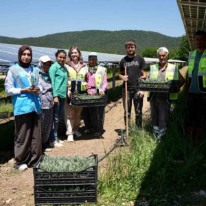 Samsun’da Güneş Enerjisi ile Tarımsal Üretim Bir Arada