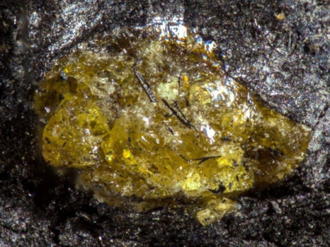 Amber 1 hycp